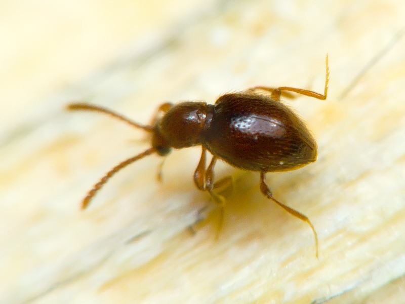 Stenichnus C.G. Thomson, 1859